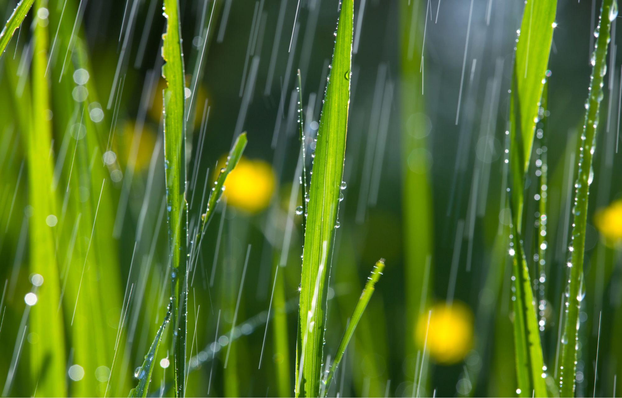 Zdjęcie przedstawia trawę w deszczu.